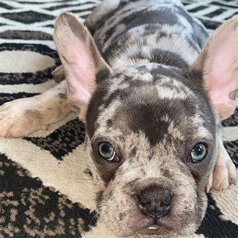 9 Things You Should Know About Merle French Bulldogs